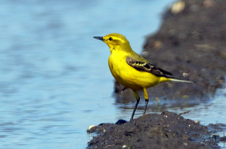 Yellow Wagtail 2016 05 03 Lydeway11