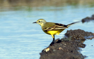Yellow Wagtail 2016 05 03 Lydeway12