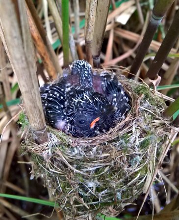 Cuckoo chick