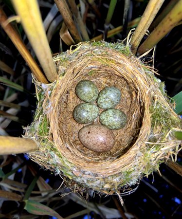 Cuckoo egg