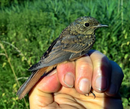 Redstart MH