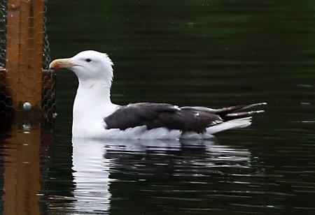 Black backed Gull 2018 08 16 Langford Lakes