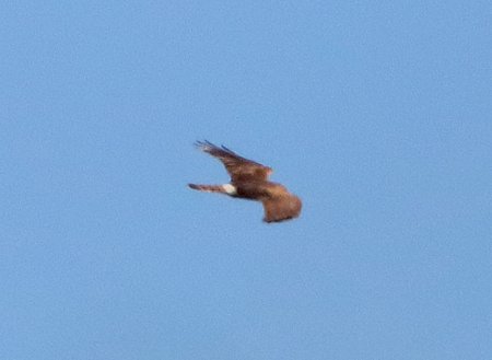 Hen Harrier 2018 10 21 Badens Clump3