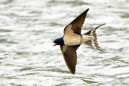 Swallow 2019 04 24 Langford Lakes