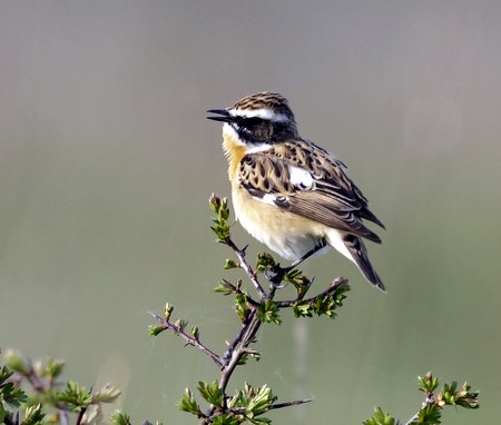 Whinchat 1