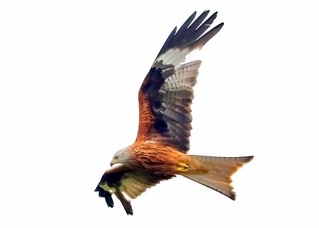1 Red Kite 2022 06 16 Langford Lakes1