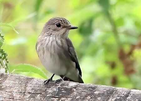 1 Spotted Flycatcher 2022 08 15 Langford Lakes00