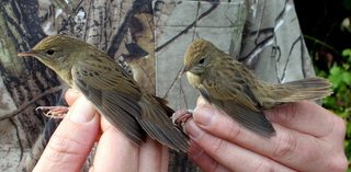 Groppers