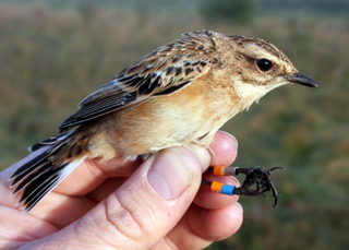 whinchat cr