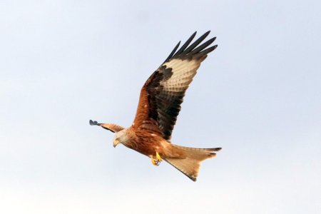 1 img 0894