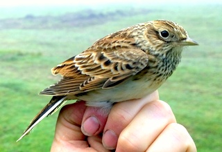 1Skylark