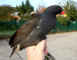 Moorhen