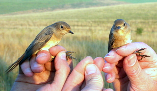 Redstarts