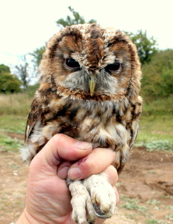 Tawny