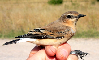 Wheatear