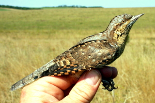 Wryneck