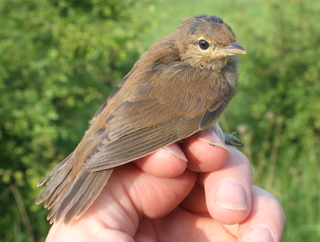 juv reewa