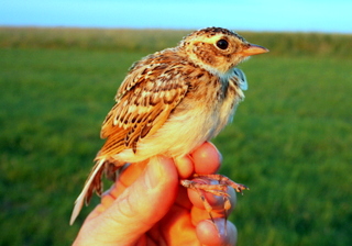 lark