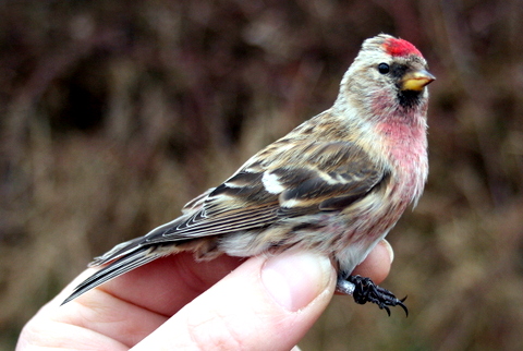 redpoll