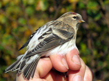 Arctic Redpoll