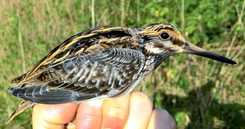 Jack Snipe