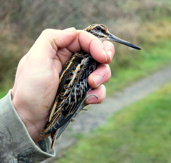 Jack Snipe 2016 12 18 Swindon22