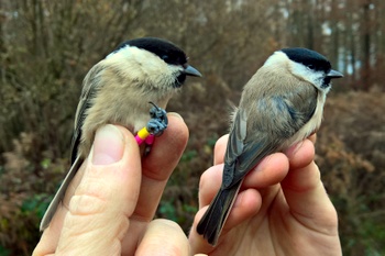 Marsh and Willow Tits