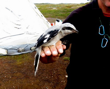 Nige with shrike