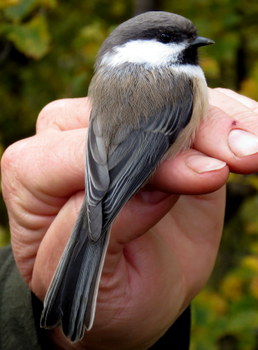 Sibe Tit in hand