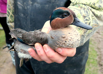 Teal 2016 12 18 Swindon17