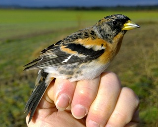 Bramb male