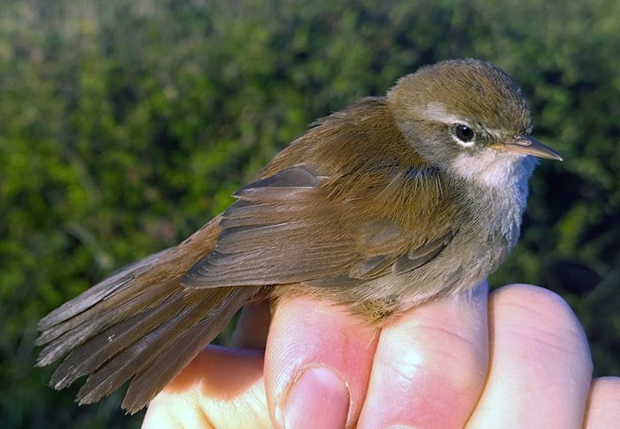 Cettis female1