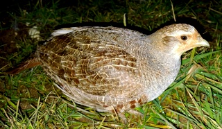 Grey Partridge