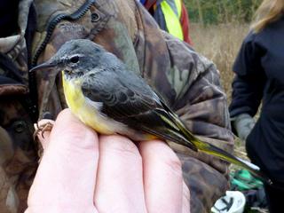 Grey Wag