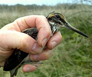 Jack Snipe