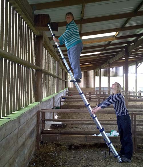 Mum up a ladder1