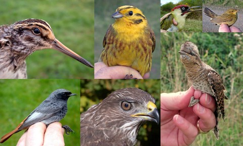 Interested in Learning to Ring Birds?