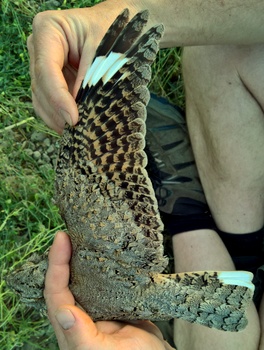 Sykes Nightjar