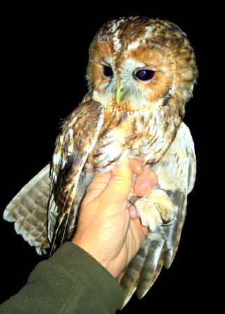 Tawny