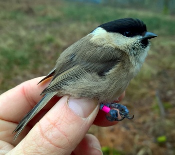 Wilti ringed as nestling