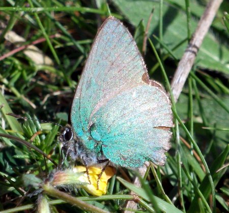 Green Hairstreak 2 Westdown June 2010