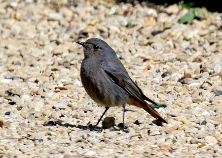 Black Redstart 1