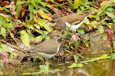 Common Sandpiper 2019 07 22 Langford Lakes1
