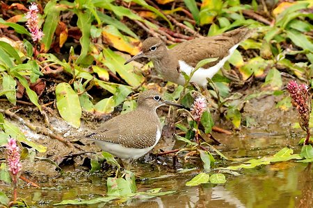 Common Sandpiper 2019 07 22 Langford Lakes1