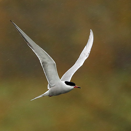 Common Tern 2019 04 09 Langford Lakes2zzz