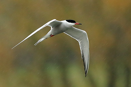 Common Tern 2019 04 09 Langford Lakes3zzz