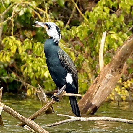 Cormorant Continental race 2019 02 28 Langford Lakes