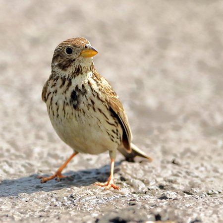 Corn Bunting 2019 06 20 Lydeway1