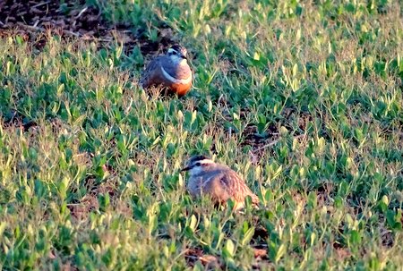 Dotterel4