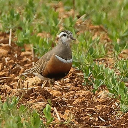 Dotterel 2019 05 05 Shire Hill3